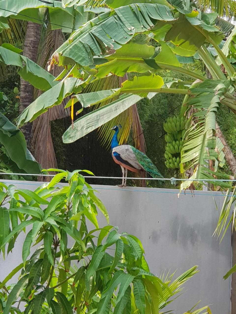 My Whales Guest House Banduramulla Exterior photo